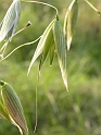 Grass
